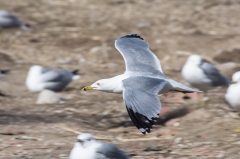 Ring Billed Gull