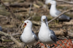 Ring Billed Gull