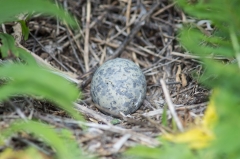 Ring Billed Gull (egg)