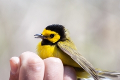 Hooded Warbler, (bird banding)