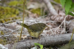 Common Yellowthroated Warbler