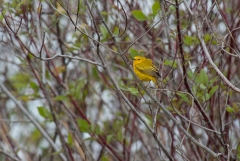 Yellow Warbler