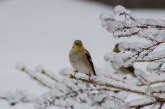 American Gold Finch