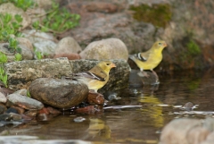 American Gold Finch