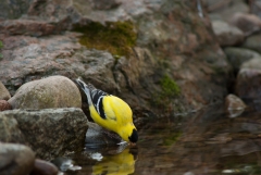 American Gold Finch