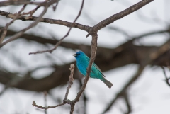Indigo Bunting