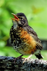 American Robin