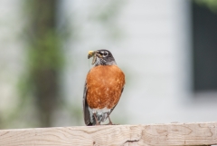 American Robin