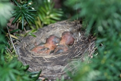 American Robin (chicks)