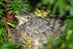 American Robin (chicks)