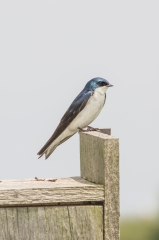 Tree Swallow