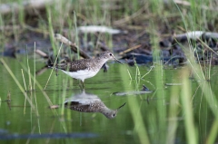 Solitary Sandpiper
