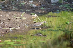 Solitary Sandpiper