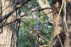 Bard Owl