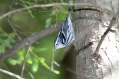 Black and White Warbler