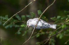 Black and White Warbler