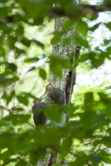 Pileated Woodpecker