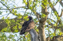 Turkey Vulture