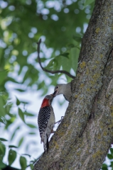 Red-bellied Woodpecker (chick)