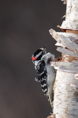 Downy Woodpecker
