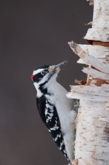 Hairy Woodpecker