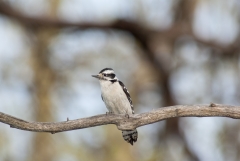 Downy Woodpecker