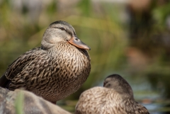 Mallard Duck