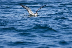 Greater Shearwater