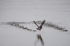 Hooded merganser