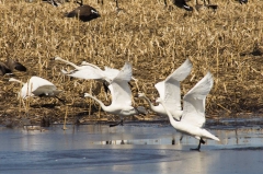 Tundra Swan