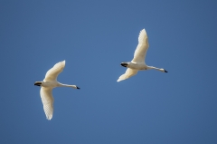 Tundra Swan