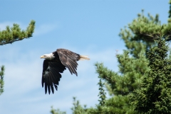 Bald Eagle