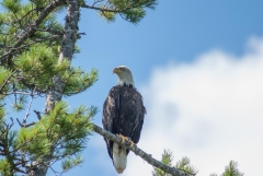 Bald Eagle