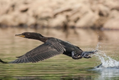 Double-crested Cormorant