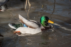 Mallard Duck