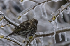 Pine Siskin