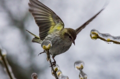 Pine Siskin