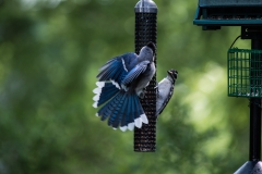 Blue Jay on Feeder