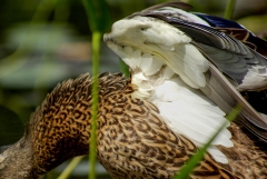Mallard Duck