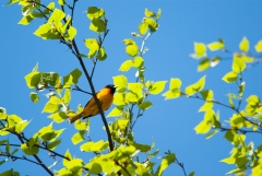 Baltimore Oriole
