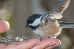 Black-capped Chickadee,