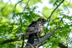 American Crow