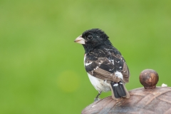 Rose-breasted Grosbeak (young)