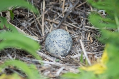 Ring Billed Gull (egg)