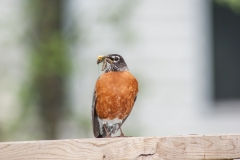 American Robin