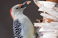 Red-bellied Woodpecker