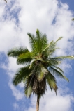 Coconut Palm