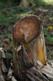 Banana Tree, dead stalk cut to create mulch for new growth, Costa Rica