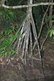 Walking Palm - Rio Escinas - Mangrove Forest, Costa Rica