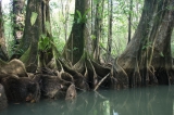 Rio Escinas - Mangrove Forest, Costa Rica